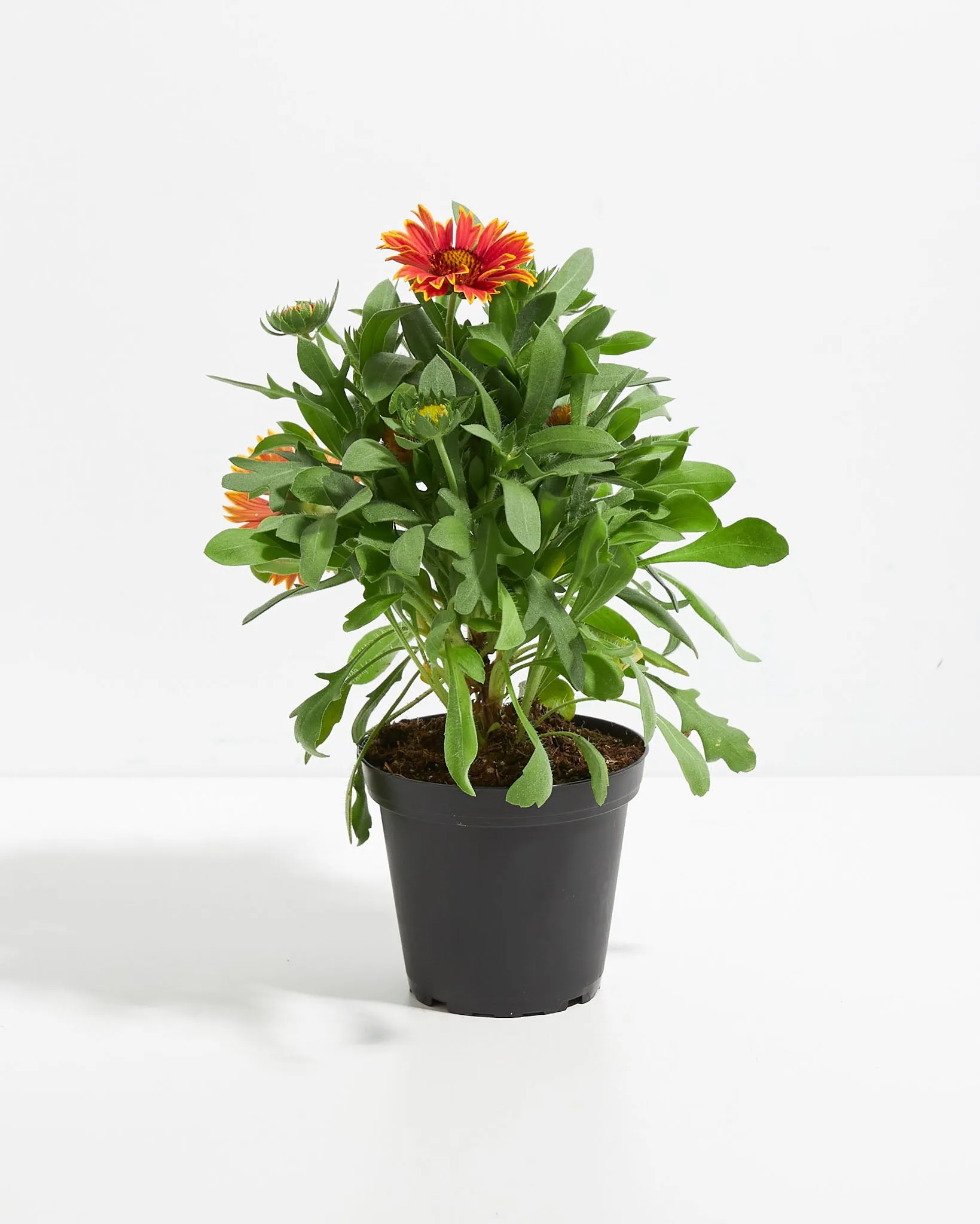 Gaillardia Premier Orange